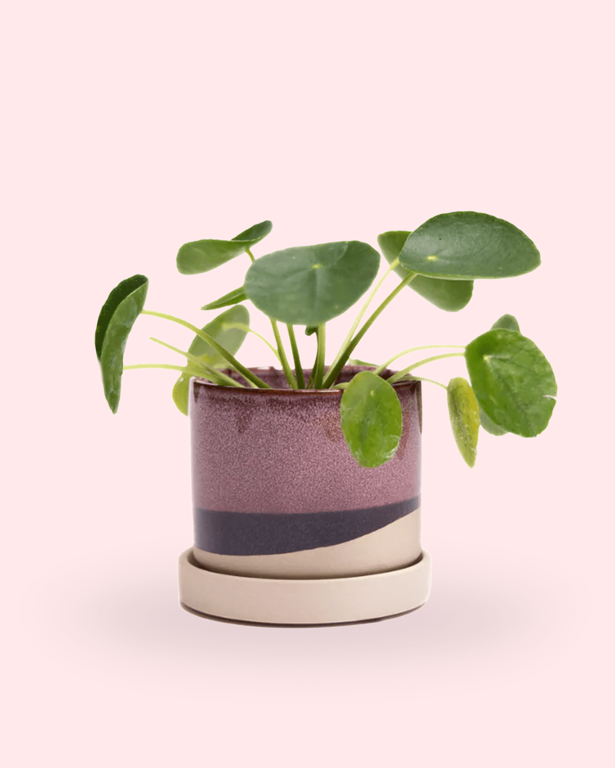 Minute Ceramic 3" Pot And Saucer Set - Chive Ceramics Studio - Pots - Chive Ceramics Studio