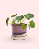 Minute Ceramic 3" Pot And Saucer Set - Chive Ceramics Studio - Pots - Chive Ceramics Studio