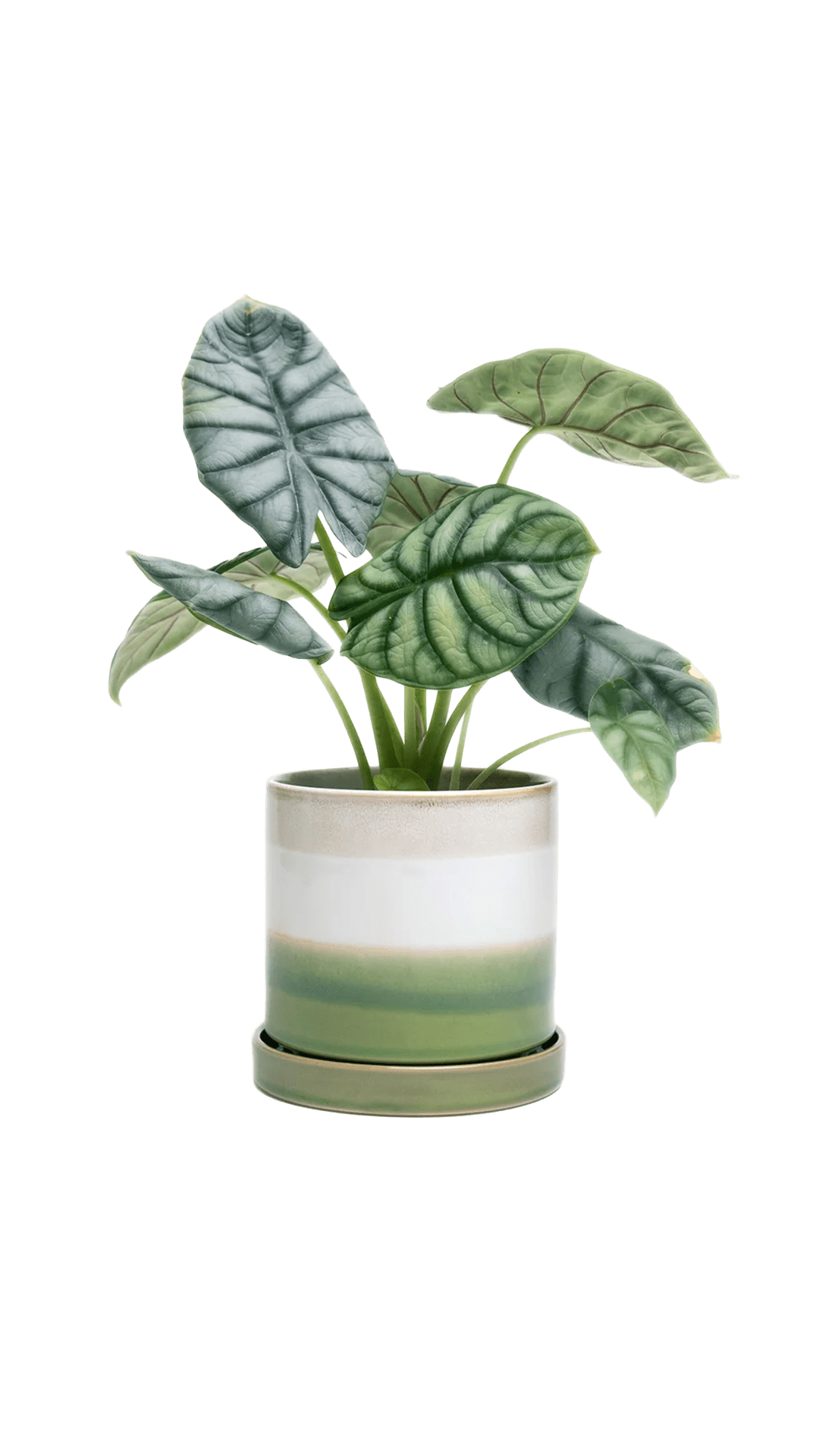 Minute Ceramic Pot And Saucer Set With Drainage | 3 & 5 inch - Chive Ceramics Studio - Pots - Chive Ceramics Studio