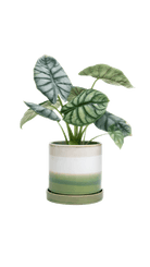 Minute Ceramic Pot And Saucer Set With Drainage | 3 & 5 inch - Chive Ceramics Studio - Pots - Chive Ceramics Studio