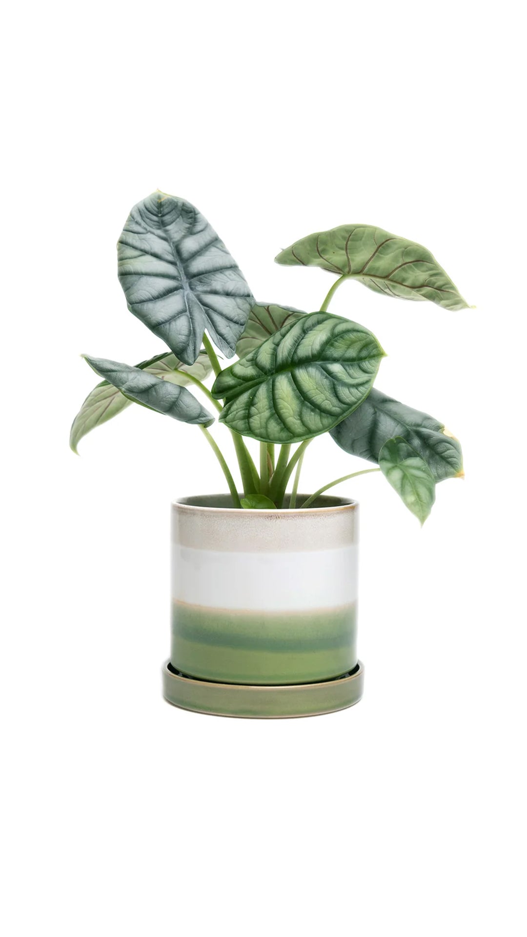 Minute Ceramic Pot And Saucer Set With Drainage | 3 & 5 inches - Chive Ceramics Studio - Pots - Chive Ceramics Studio