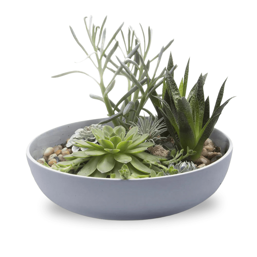 Moog Porcelain Succulent Garden Dish - Chive Ceramics Studio - Pots - Chive US