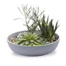 Moog Porcelain Succulent Garden Dish - Chive Ceramics Studio - Pots - Chive US