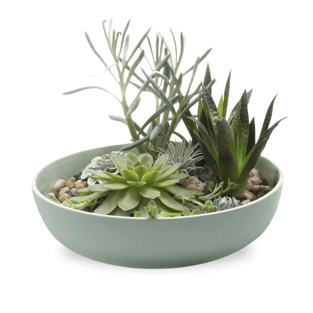 Moog Porcelain Succulent Garden Dish - Chive Ceramics Studio - Pots - Chive US