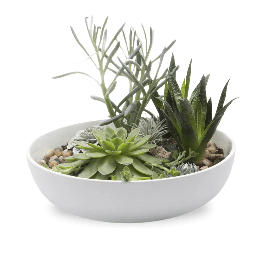 Moog Porcelain Succulent Garden Dish - Chive Ceramics Studio - Pots - Chive US