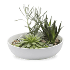 Moog Porcelain Succulent Garden Dish - Chive Ceramics Studio - Pots - Chive US