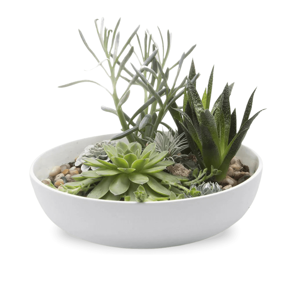 White Porcelain Succulent Garden Dish - Moog - handmade by Chive Studio Toronto