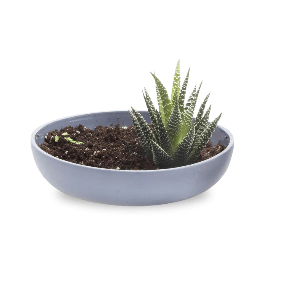 Moog Porcelain Succulent Garden Dish - Chive Ceramics Studio - Pots - Chive US