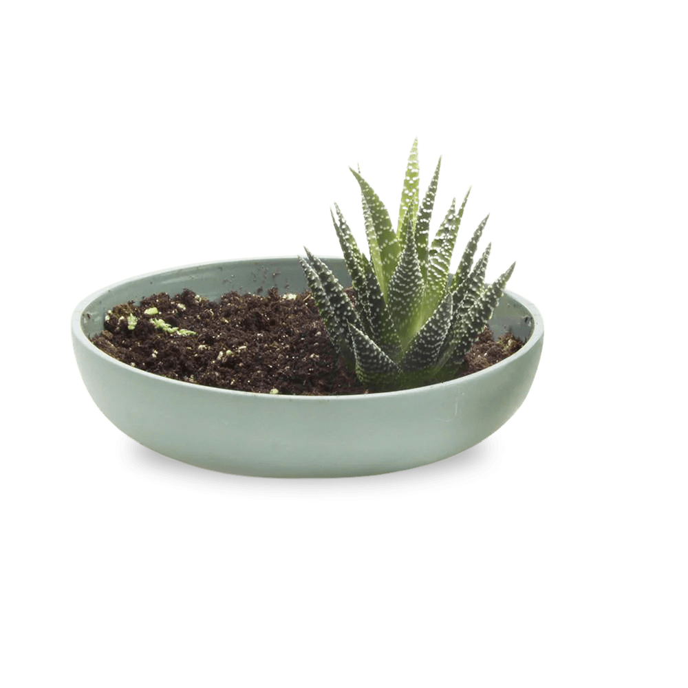 Moog Porcelain Succulent Garden Dish - Chive Ceramics Studio - Pots - Chive US