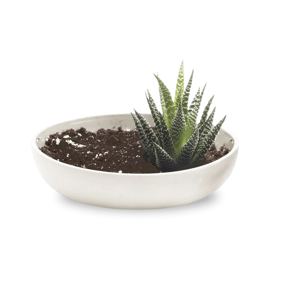 Moog Porcelain Succulent Garden Dish - Chive Ceramics Studio - Pots - Chive US