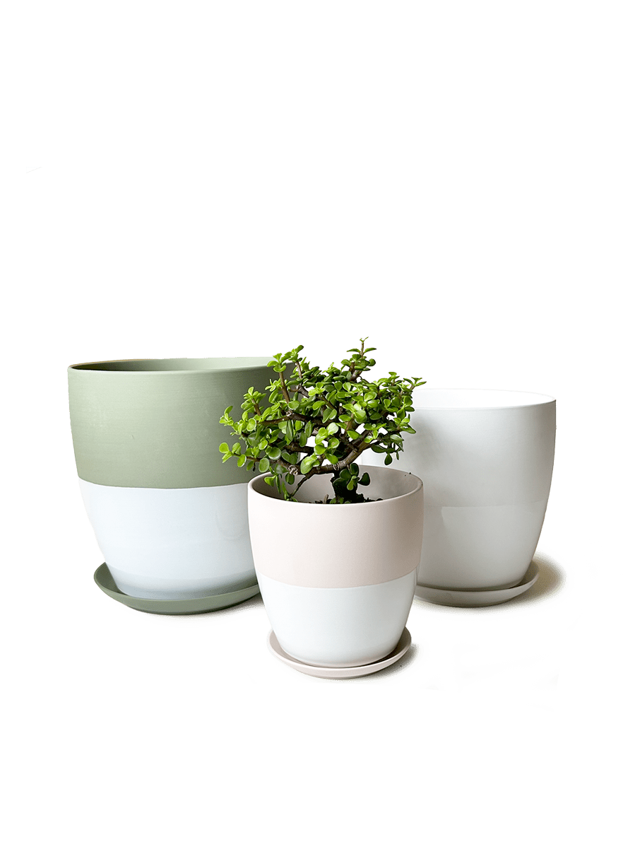 Dyad Porcelain Modern Indoor Plant Pot With Saucer | 6, 8 & 10 inches - Chive Ceramics Studio - Pots - Chive Ceramics Studio