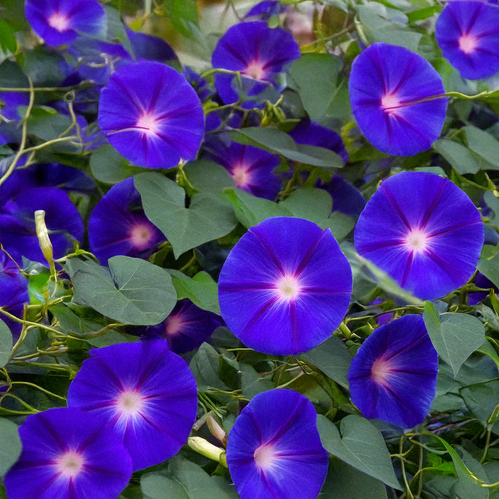 morning glory seeds preparation Morning Glory Flower Seeds | Non-GMO, Vacuum-Sealed