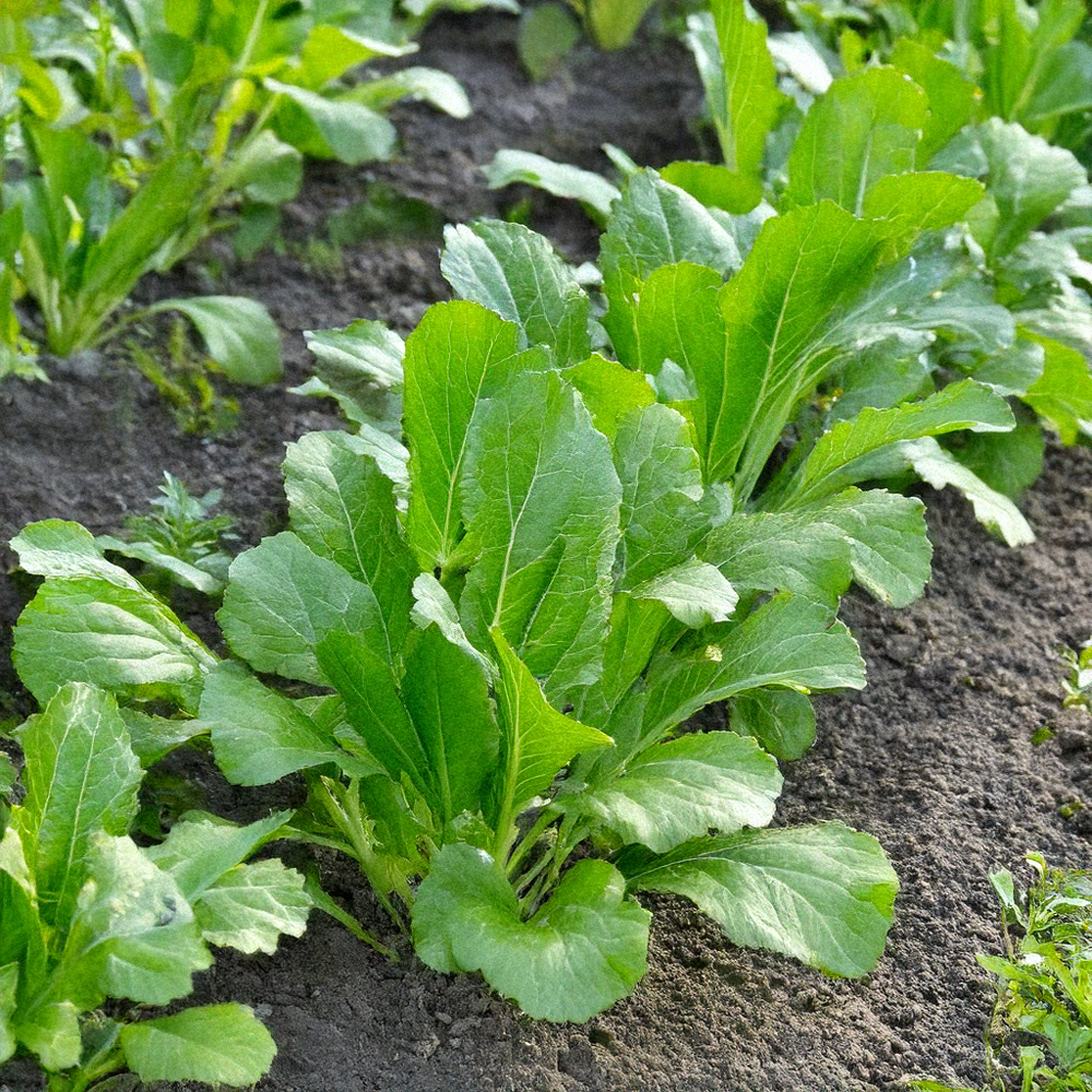 Old Fashioned Mustard Greens Seeds – Heirloom, Non-GMO – 100 Seeds By Country Creek