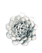 Blue White Hermione Peony - Chive Ceramics Studio - Ceramic Flowers - Chive Ceramics Studio