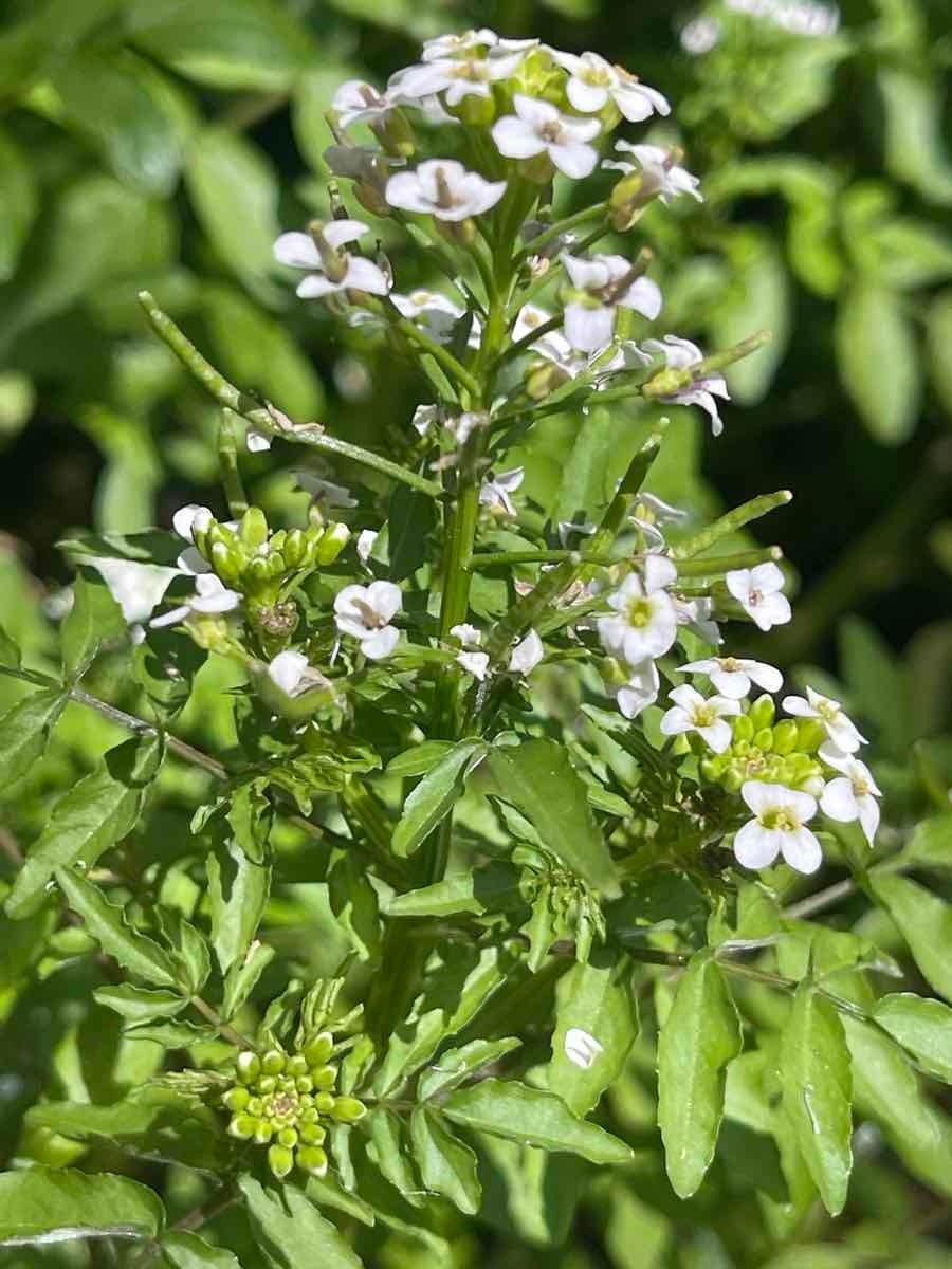 Watercress Herb Seeds Packet - Chive Ceramics Studio - Seed Collection - Chive Ceramics Studio