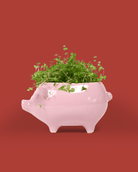 Pig Ceramic Indoor Plant Pot - Chive Ceramics Studio - Pots - Chive Wholesale