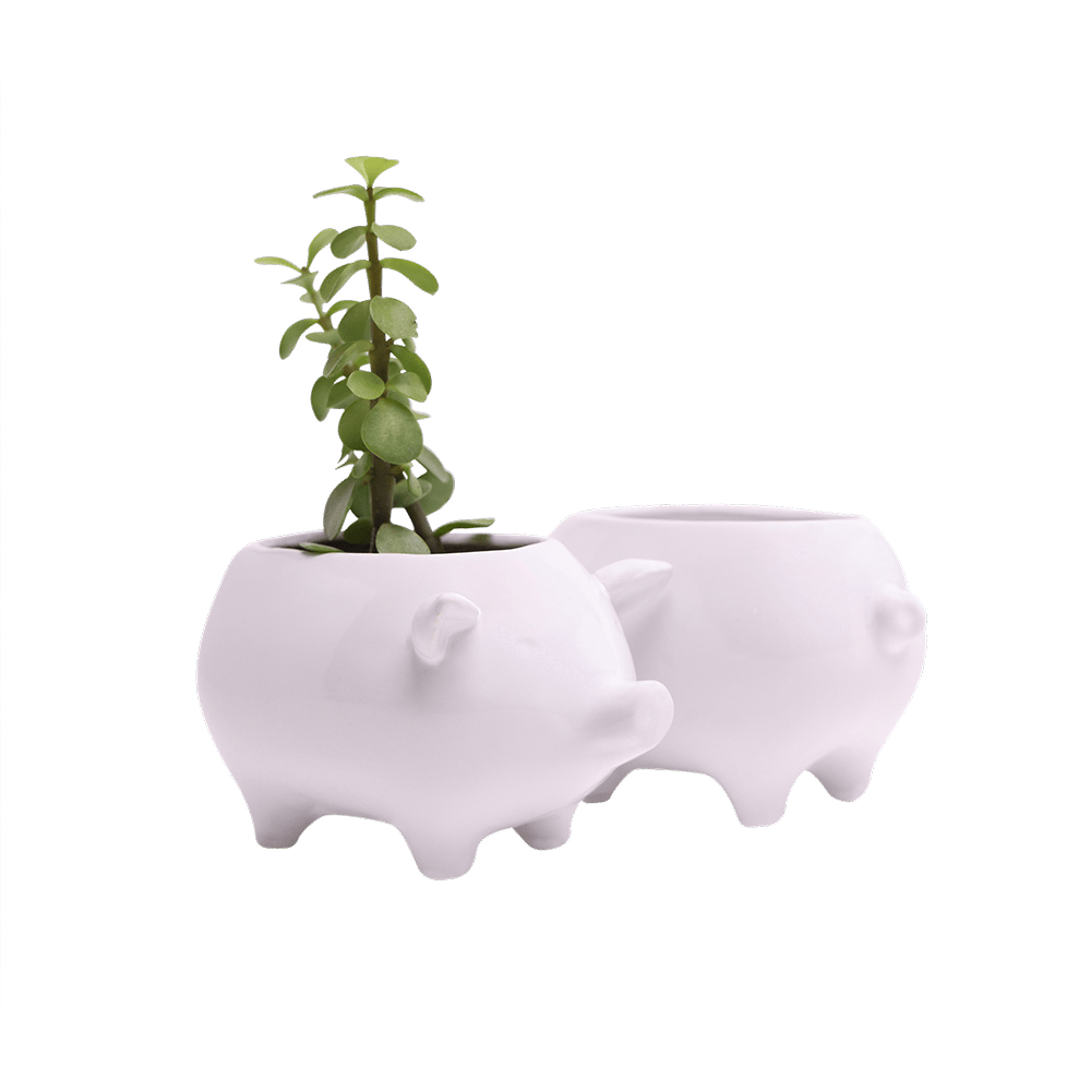 Pig Ceramic Indoor Plant Pot For Succulents - Chive Ceramics Studio - Pots - Chive Ceramics Studio