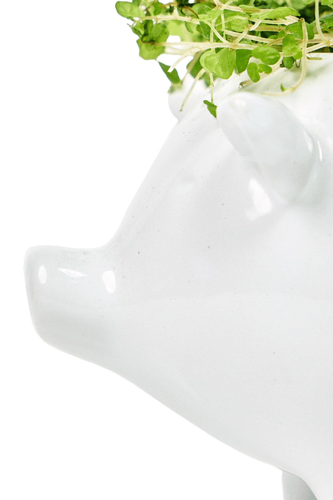 Pig Ceramic Indoor Plant Pot For Succulents - Chive Ceramics Studio - Pots - Chive Ceramics Studio