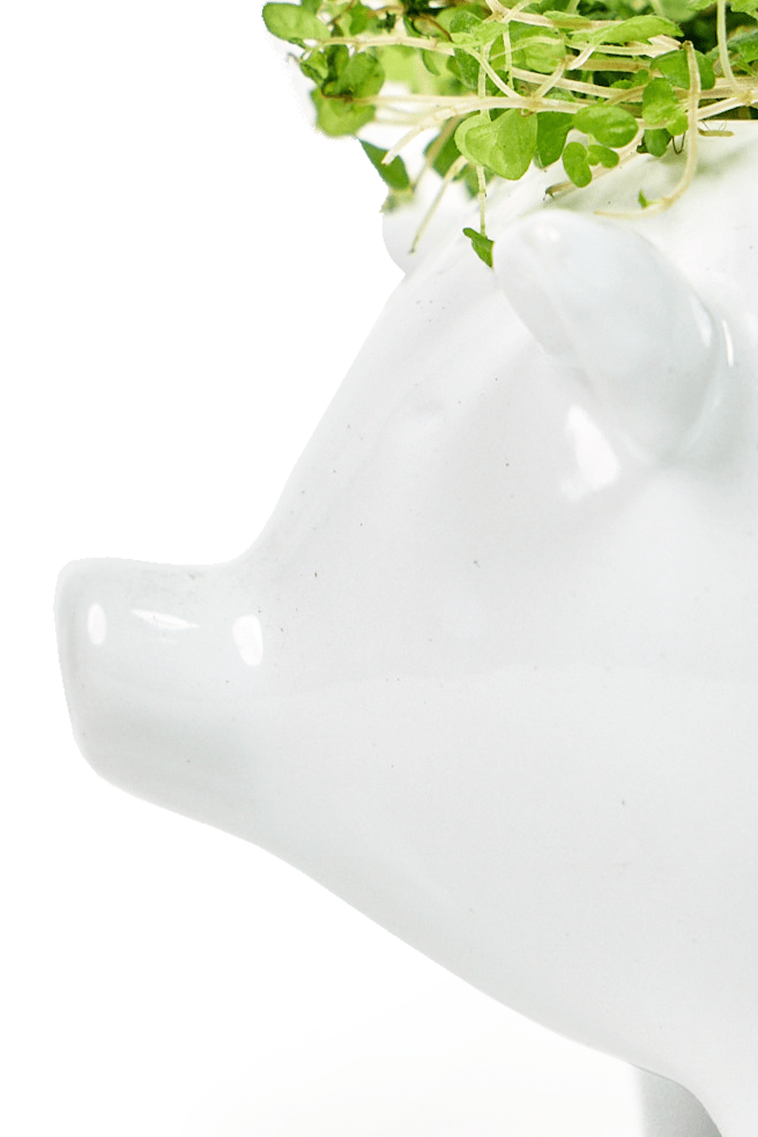 Pig Ceramic Indoor Plant Pot For Succulents - Chive Ceramics Studio - Pots - Chive Ceramics Studio