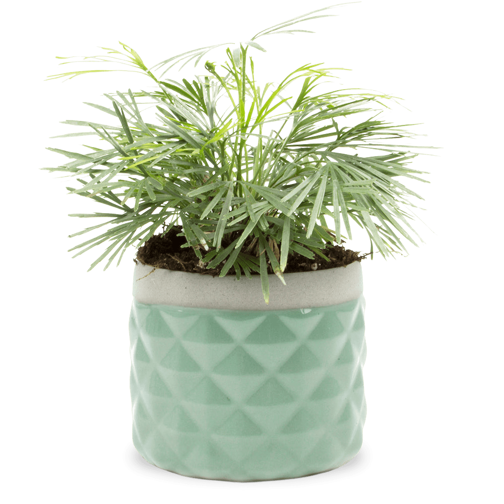 Pina Ceramic Succulent Planter Pot - Chive Ceramics Studio - Pots - Chive Ceramics Studio