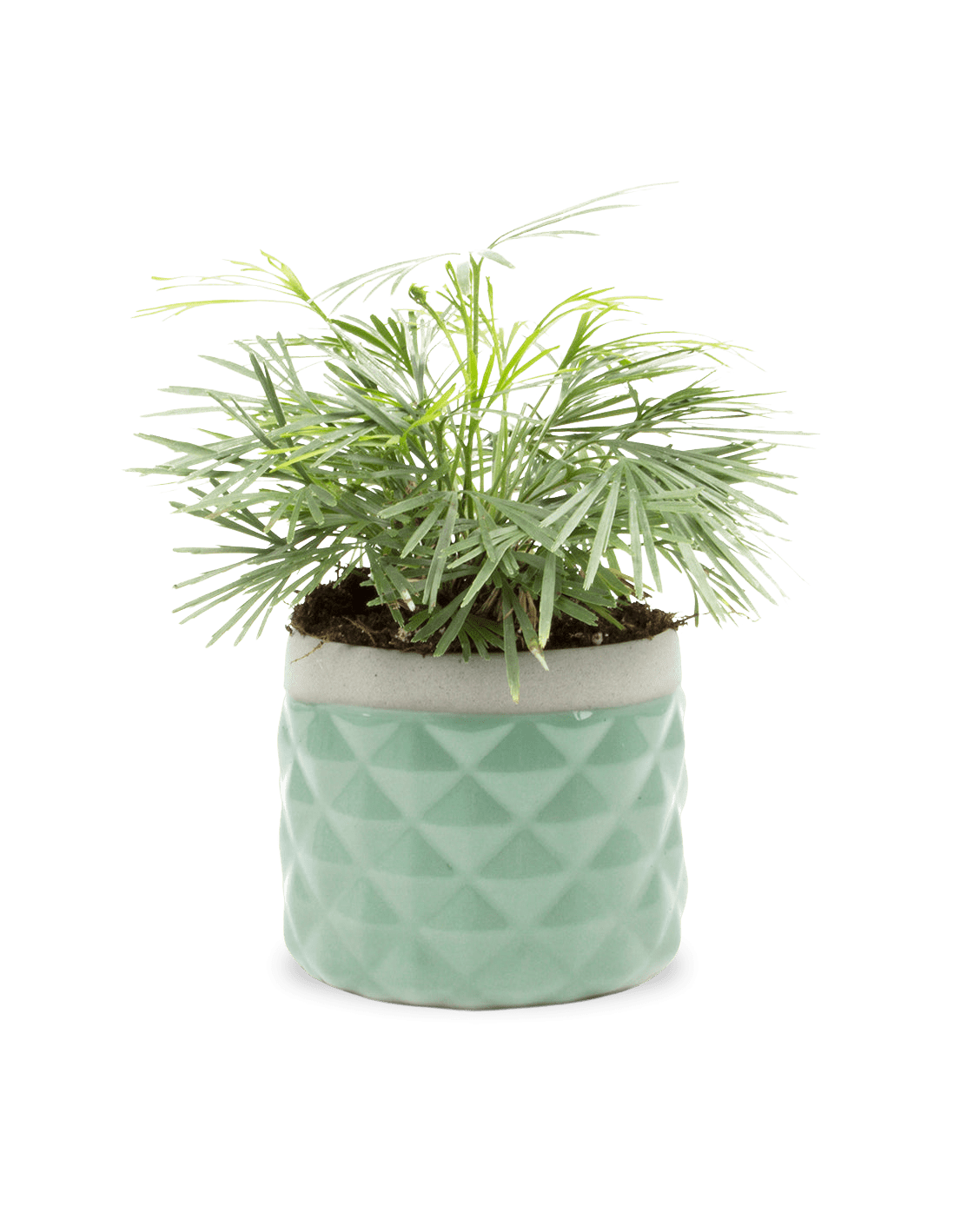 Pina Ceramic Succulent Planter Pot - Chive Ceramics Studio - Pots - Chive Ceramics Studio