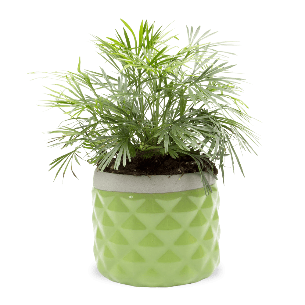 Pina Ceramic Succulent Planter Pot - Chive Ceramics Studio - Pots - Chive Ceramics Studio