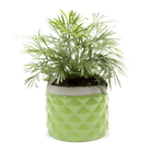 Pina Ceramic Succulent Planter Pot - Chive Ceramics Studio - Pots - Chive Ceramics Studio