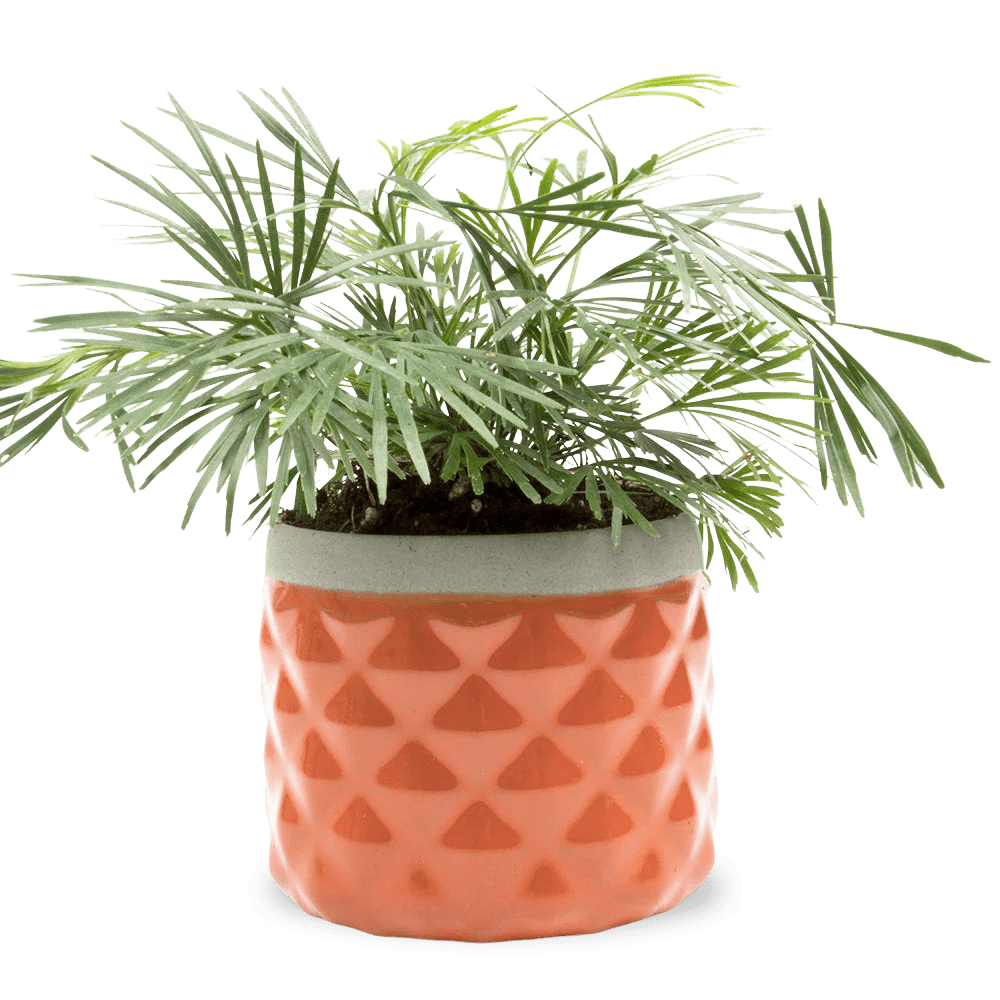 Pina Ceramic Succulent Planter Pot - Chive Ceramics Studio - Pots - Chive Ceramics Studio