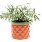 Pina Ceramic Succulent Planter Pot - Chive Ceramics Studio - Pots - Chive Ceramics Studio