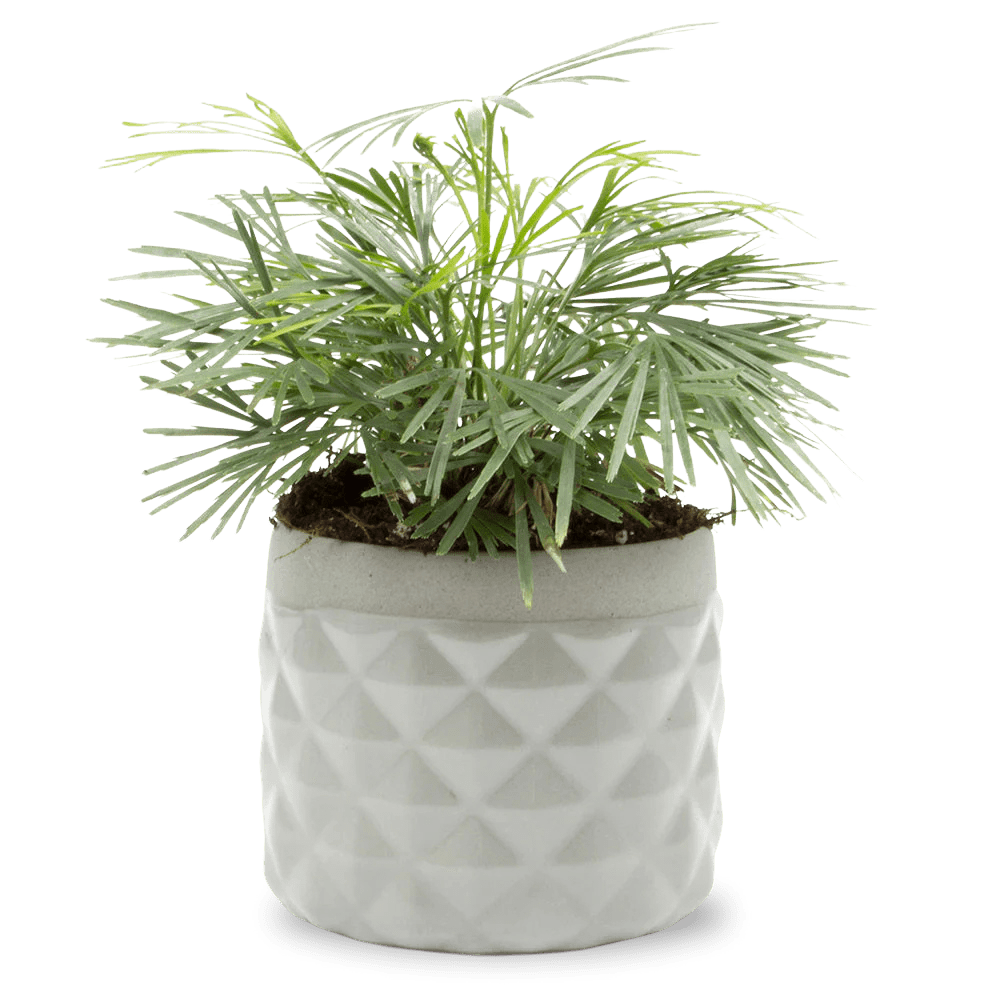 Pina Ceramic Succulent Planter Pot - Chive Ceramics Studio - Pots - Chive Ceramics Studio