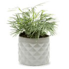 Pina Ceramic Succulent Planter Pot - Chive Ceramics Studio - Pots - Chive Ceramics Studio