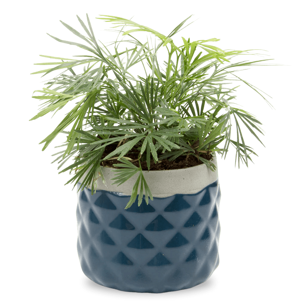 Pina Ceramic Succulent Planter Pot - Chive Ceramics Studio - Pots - Chive Ceramics Studio