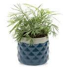 Pina Ceramic Succulent Planter Pot - Chive Ceramics Studio - Pots - Chive Ceramics Studio