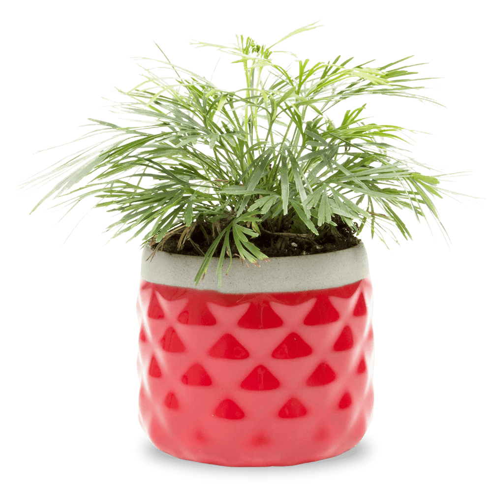 Pina Ceramic Succulent Planter Pot - Chive Ceramics Studio - Pots - Chive Ceramics Studio