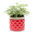 Pina Ceramic Succulent Planter Pot - Chive Ceramics Studio - Pots - Chive Ceramics Studio