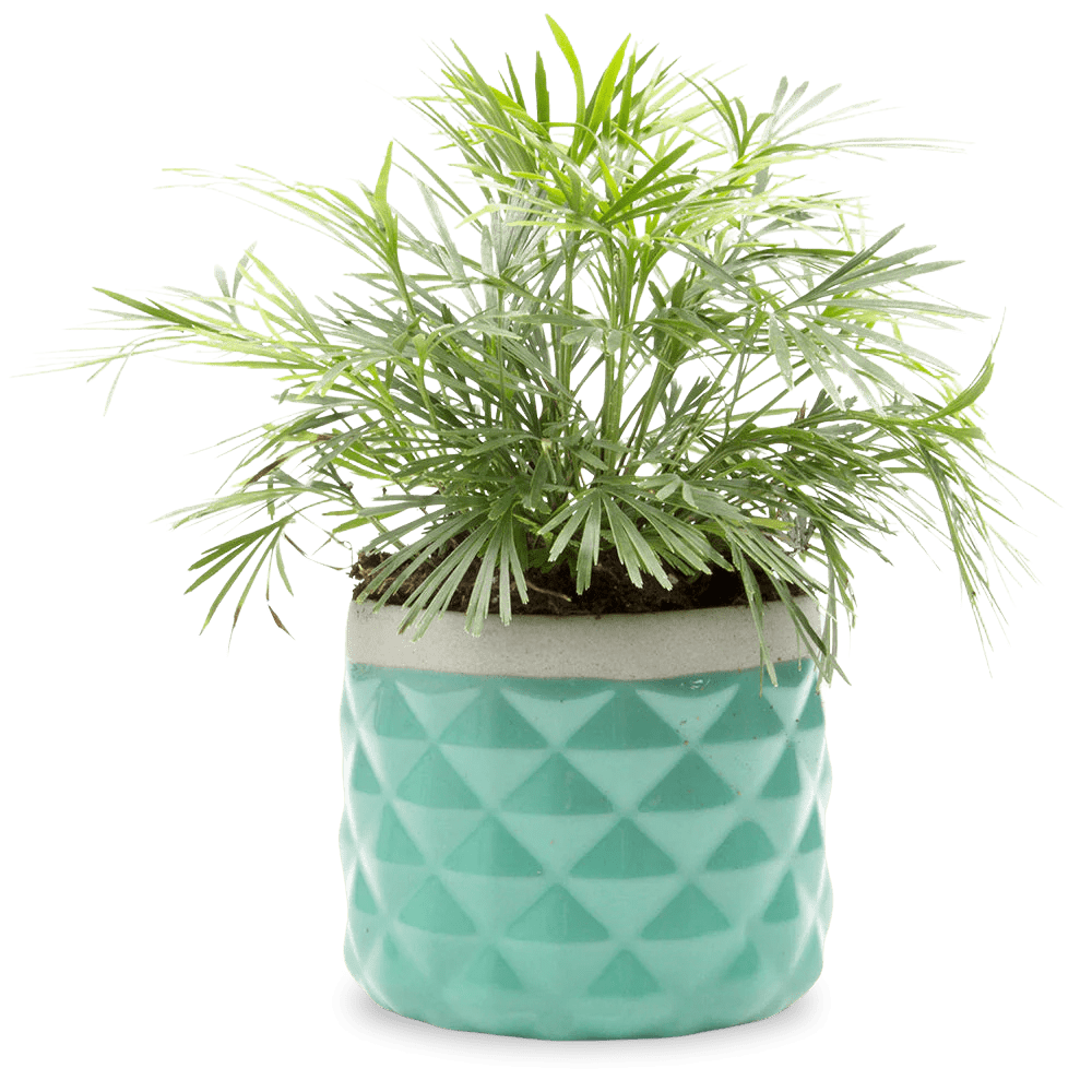 Pina Ceramic Succulent Planter Pot - Chive Ceramics Studio - Pots - Chive Ceramics Studio