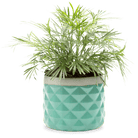 Pina Ceramic Succulent Planter Pot - Chive Ceramics Studio - Pots - Chive Ceramics Studio