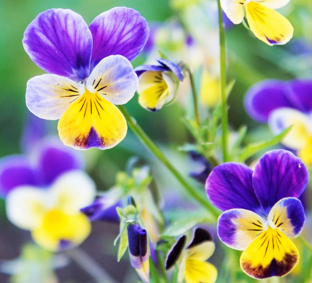 pansy flower seed germination Pansy Flower Seeds | Non-GMO, Vacuum-Sealed