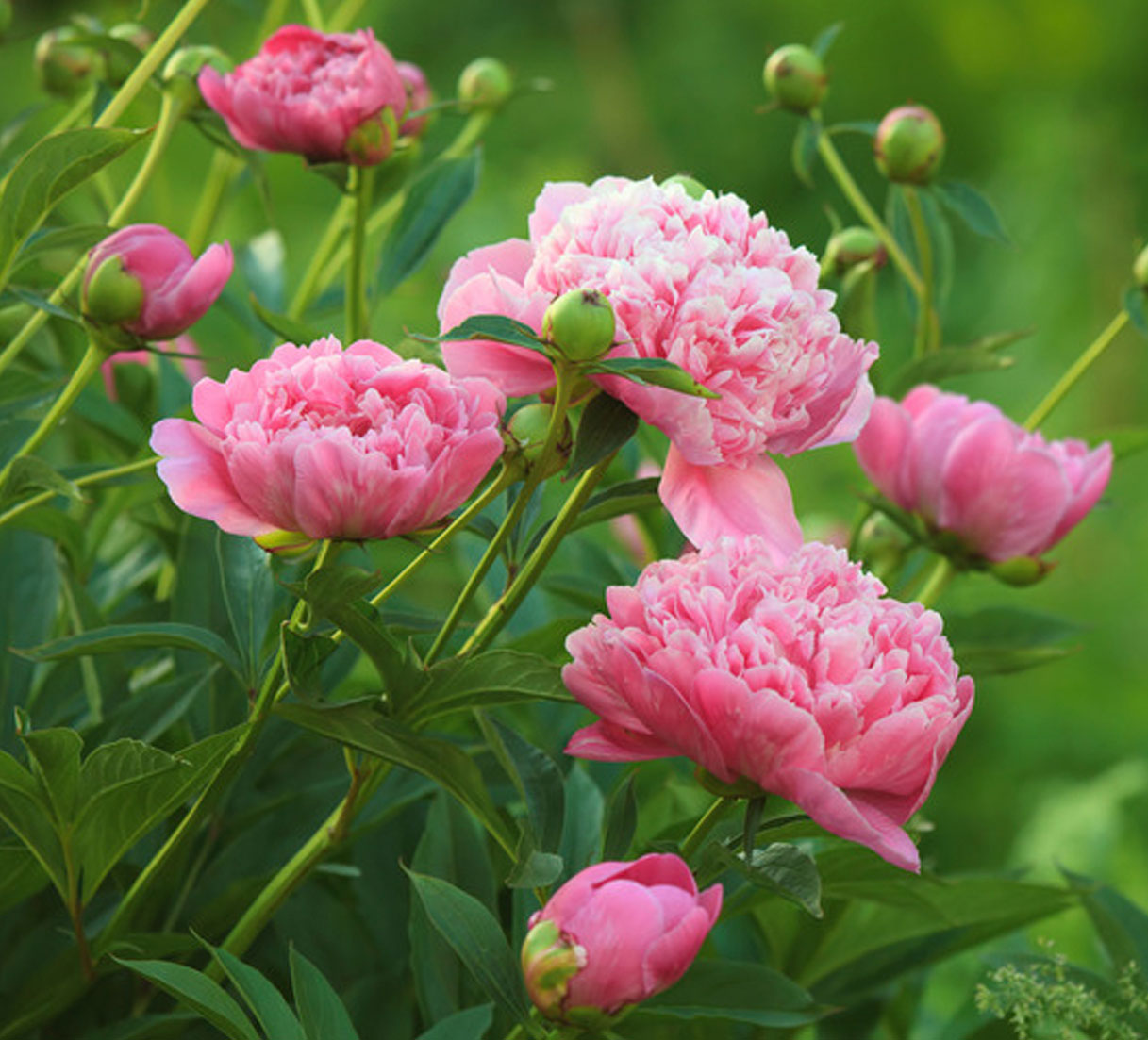black beauty peony flower seeds Peony Flower Seeds | Non-GMO, Vacuum-Sealed