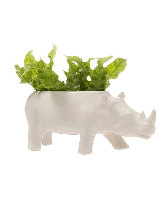 Rhino Ceramic Indoor Plant Pot For Succulents - Chive Ceramics Studio - Pots - Chive US