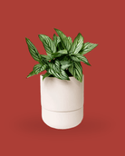 Ryan Self - Watering Plant Pots - Chive Ceramics Studio - Pots - Chive Ceramics Studio