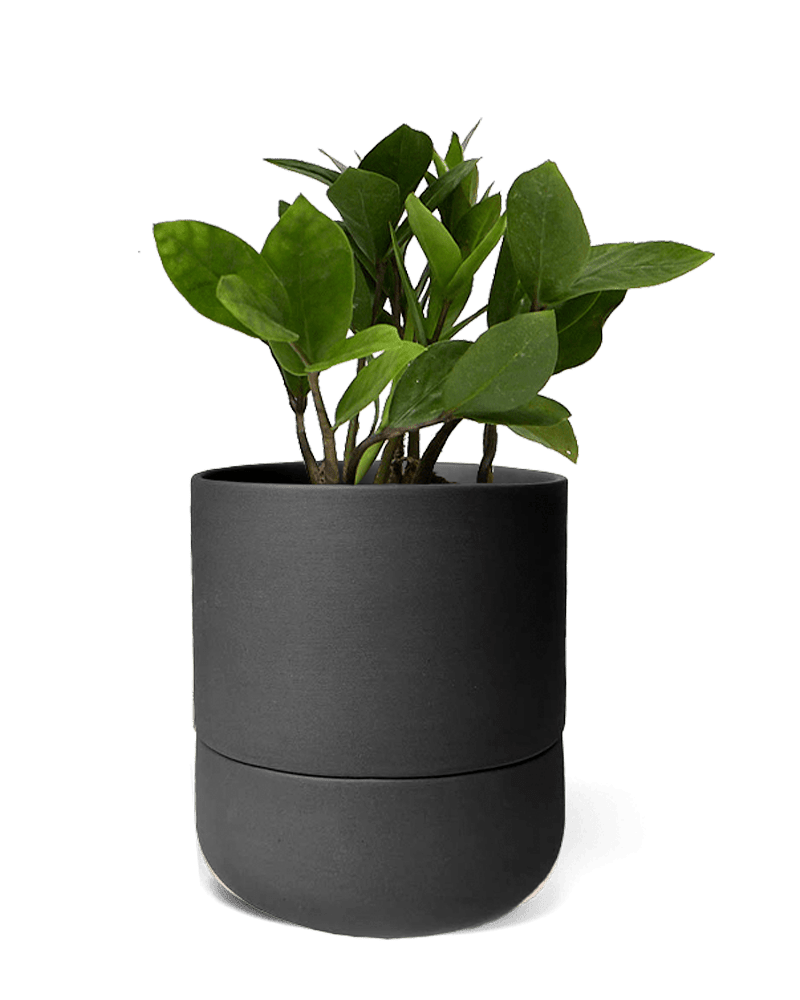 Ryan Self - Watering Plant Pots - Chive Ceramics Studio - Pots - Chive US