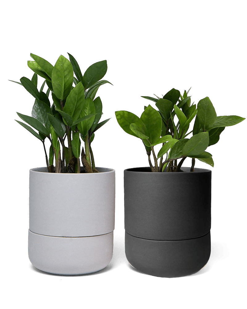 Ryan Self - Watering Plant Pots - Chive Ceramics Studio - Pots - Chive US