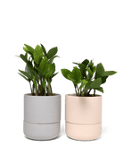 Ryan Self - Watering Plant Pots - Chive Ceramics Studio - Pots - Chive US