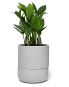 Ryan Self - Watering Plant Pots - Chive Ceramics Studio - Pots - Chive US