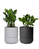 Ryan Self - Watering Plant Pots - Chive Ceramics Studio - Pots - Chive US