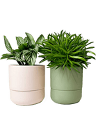 Ryan Self - Watering Plant Pots - Chive Ceramics Studio - Pots - Chive US