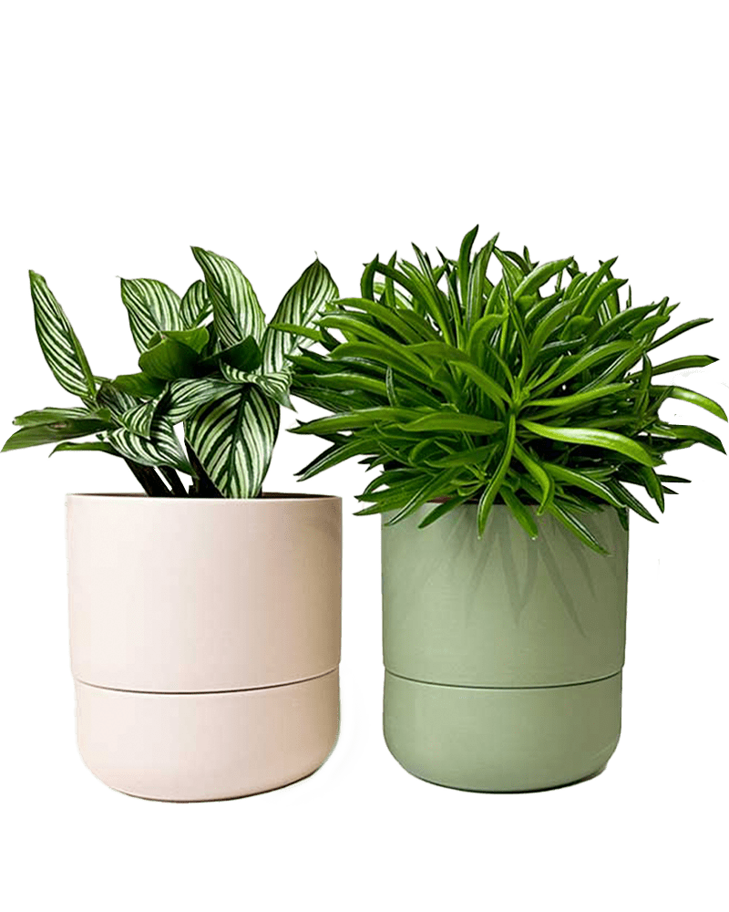 Ryan Self - Watering Plant Pots - Chive Ceramics Studio - Pots - Chive US