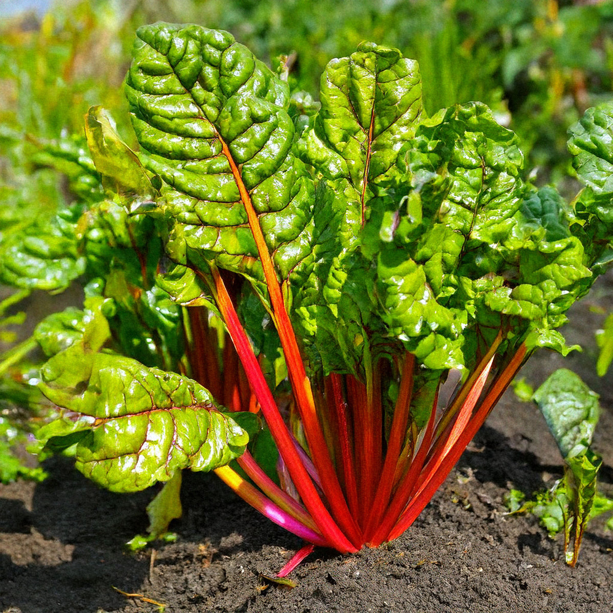 Rainbow Chard Vegetable Seeds | Non-GMO, Vacuum-Sealed | Shido