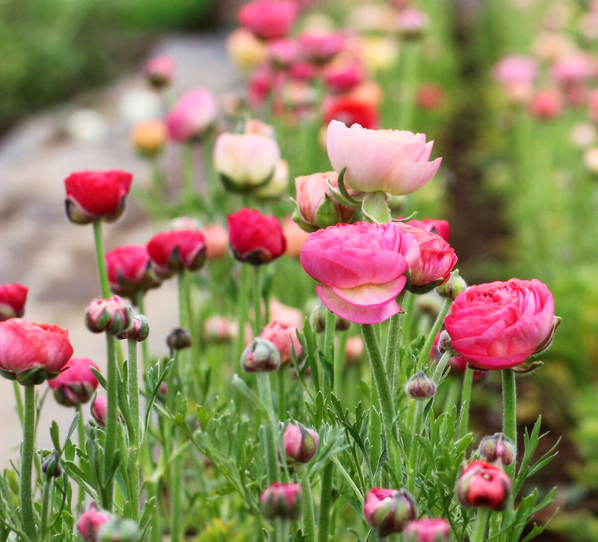 ranunculus flower seeds Ranunculus Flower Seeds | Non-GMO, Vacuum-Sealed